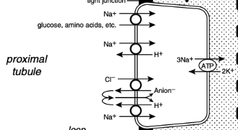 <ul><li><p><span>In the early proximal tubule, sodium crosses the luminal membrane by cotransport with glucose, amino acids, and phosphate and in exchange for H+ ions via the luminal Na+ - H+ antiporter</span></p></li><li><p><span>Reabsorption of water and sodium with HCO3- and other solutes in this segment of the nephron increases the Cl- concentration in tubular fluid and facilitates Cl- reabsorption later in the proximal tubule</span></p></li><li><p><span>In the late proximal tubule, sodium is reabsorbed primarily with Cl-</span></p><ul><li><p><span>The luminal Na+ - H+ antiporter works in parallel with a luminal Cl- anion- antiporter and the net effect is NaCl reabsorption</span></p></li></ul></li></ul><p></p>