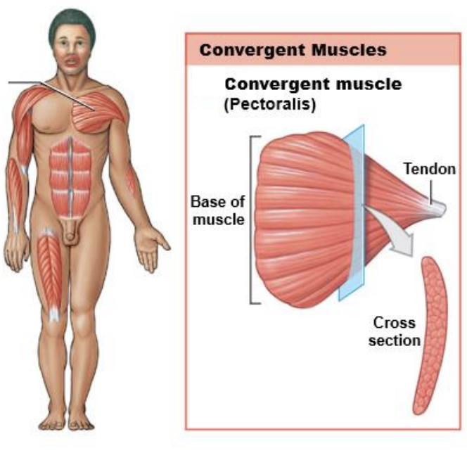 <p><strong>Fascicle Arrangement on Convergent muscles</strong></p>