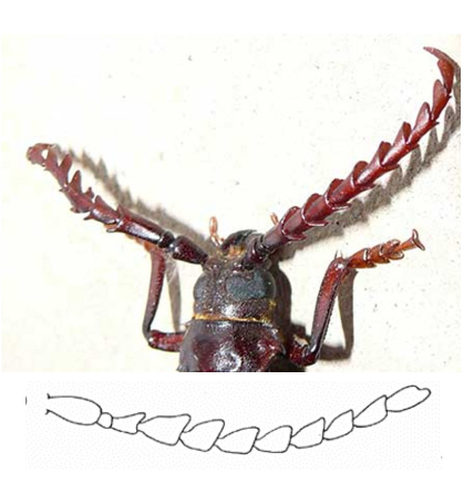 <p>Serrate Antennae</p>