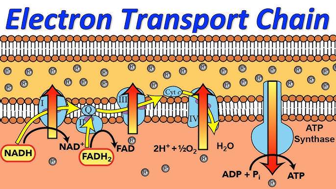 <p>Electron Transport Chain</p>