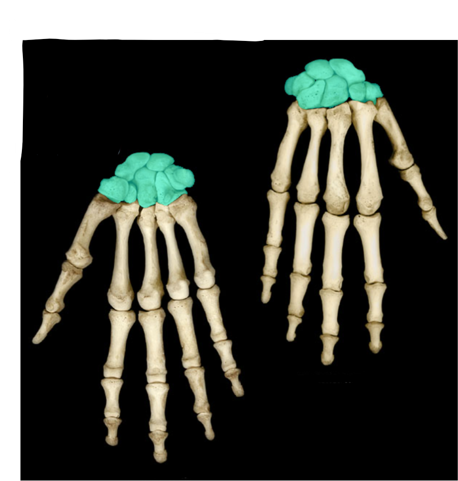 <p>Which hand is this?</p>