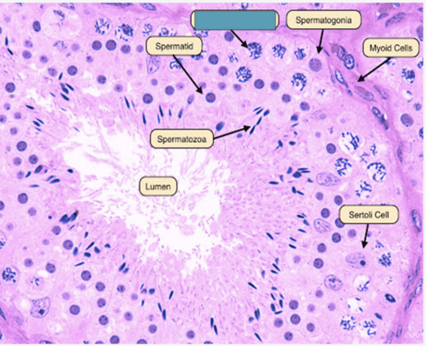 <p>Identify the cell</p>