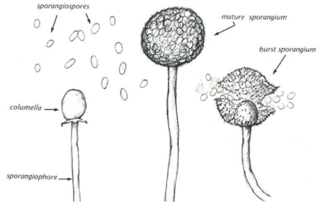 <p><span>Structure that spores attach to inside sporangium&nbsp;</span></p><p></p>