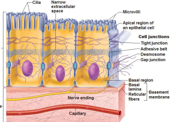 <p>What are microvilli?</p>