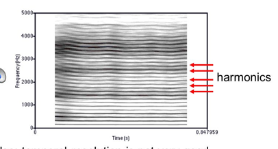 <p><span>Time on x axis, frequency on y</span></p><p><span>-Shows harmonics but formants are less distinct</span></p><p><span>-Darkness/Thickness implies how loud it is</span></p>