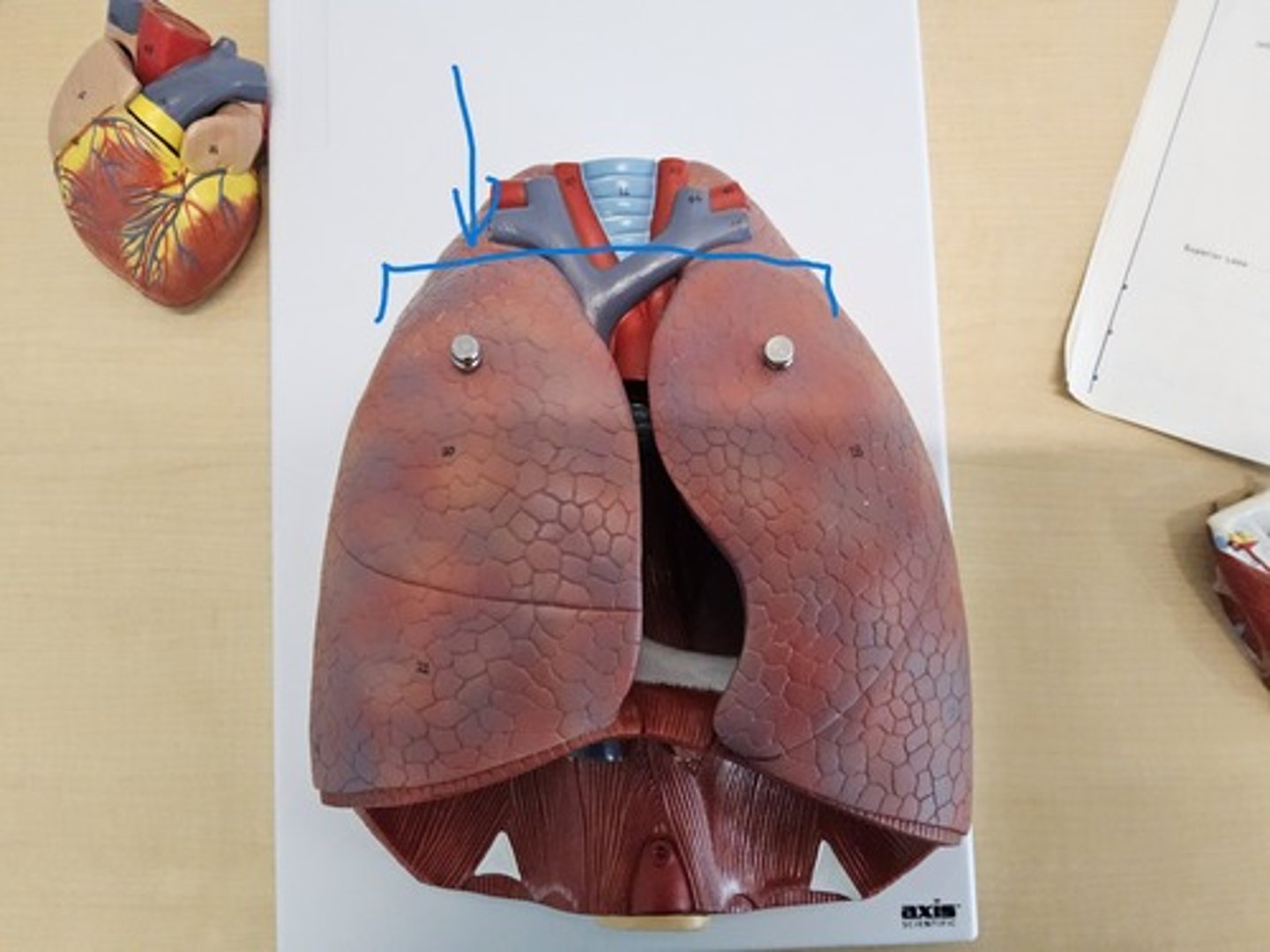 knowt flashcard image