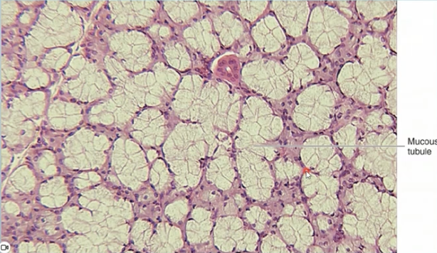 <p>Sublingual salivary gland</p>