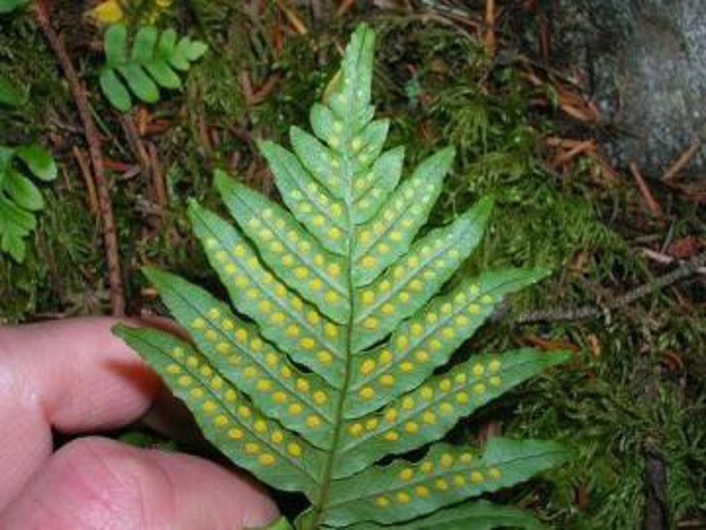<p>A sorus is a cluster of sporangia in ferns and fungi. A coenosorus is a compound sorus composed of multiple, fused sori.</p>