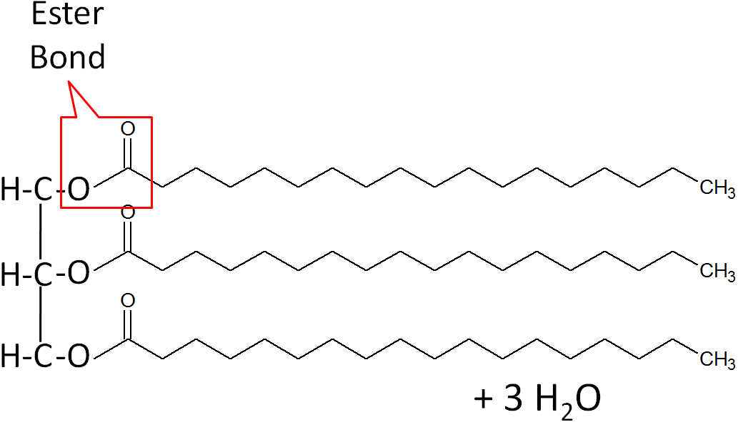 <ul><li><p>It much undergo a condensation reaction between the carboxyl group of the fatty acid and hydroxyl group of the glycerol to produce a water molecule in the process and an ester bond</p></li></ul>