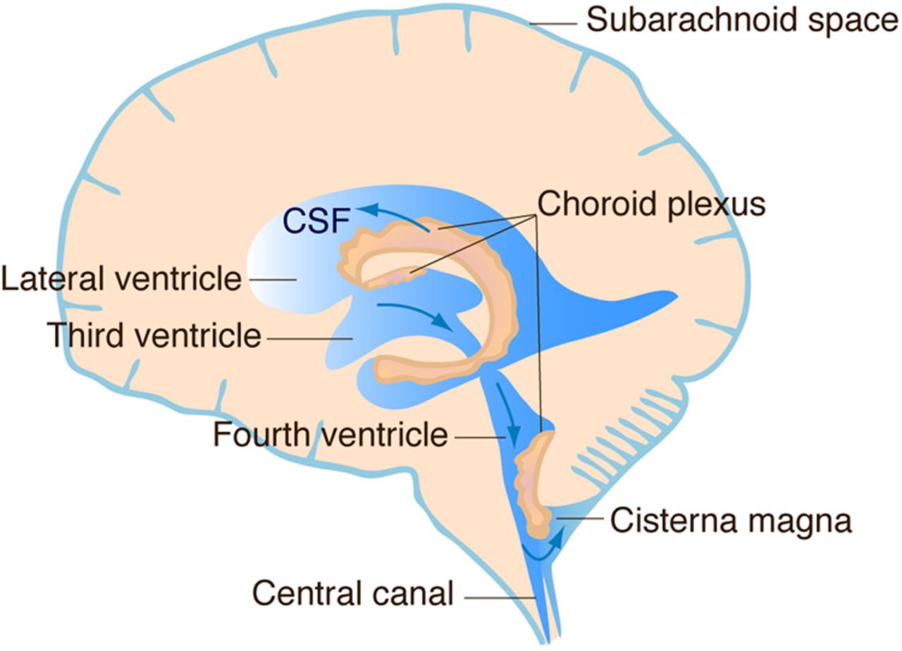 <p>1.) CSF made in the lateral ventricle/choroid plexus</p><p>2.) moves to 3rd ventricle</p><p>3.) moves to the cerebral aqueduct</p><p>4.) moves to the 4th ventricle</p><p>5.) some CSF moves down spinal cord; most ends up in the subarachnoid space</p>
