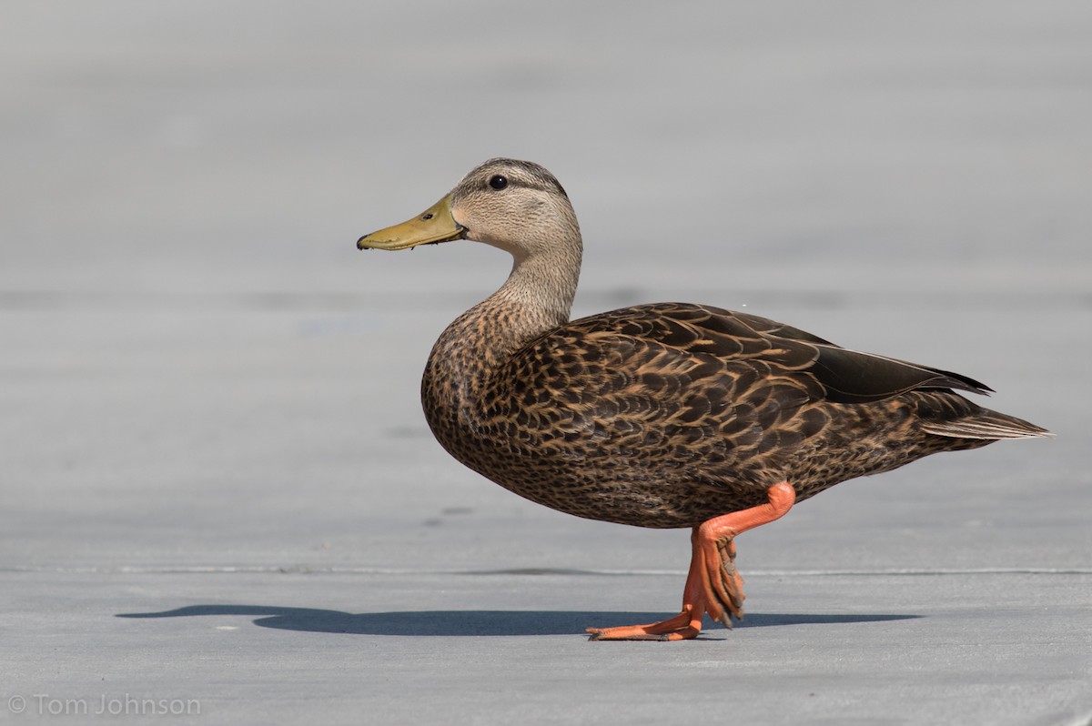 <p>Brown body, pale face, yellow bill (male). Resident in Gulf wetlands.</p>