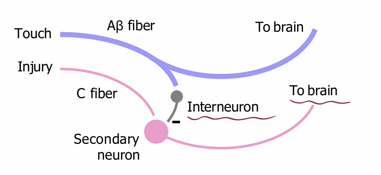 <p>Aβ activity</p><ul><li><p>In the dorsal horn, C fibers contact secondary neurons.</p></li><li><p>'Those secondaries are inhibited by Aβ fibers via interneurons.</p></li><li><p>Aβ’s can block or dampen pain signals, e.g. if you rub a sore shoulder, it feels better</p></li></ul><p></p>