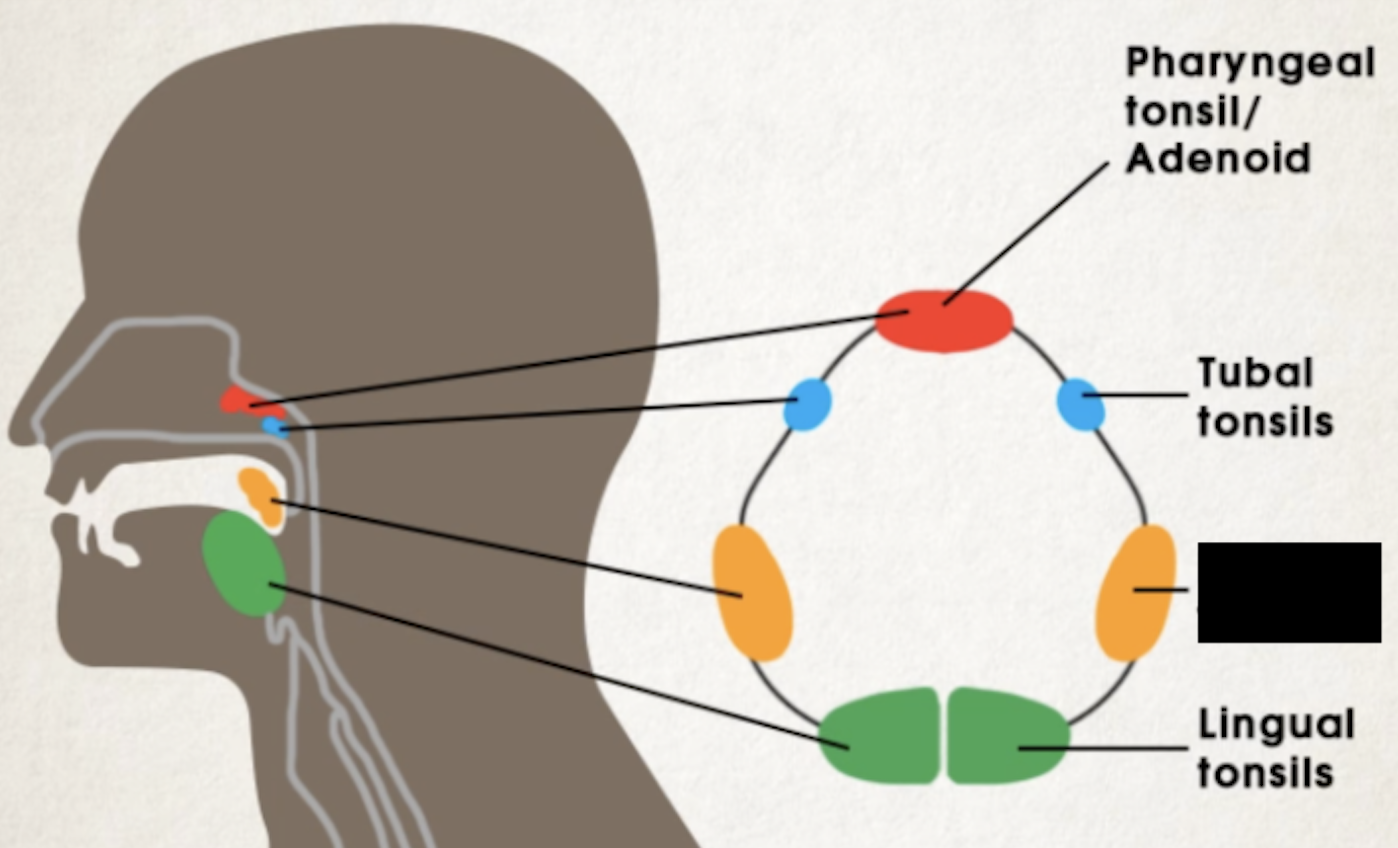 <ul><li><p>lie on the lateral pharyngeal wall directly behind mouth and palate</p></li><li><p>Largest and most often infected in childhood</p></li></ul><p></p>