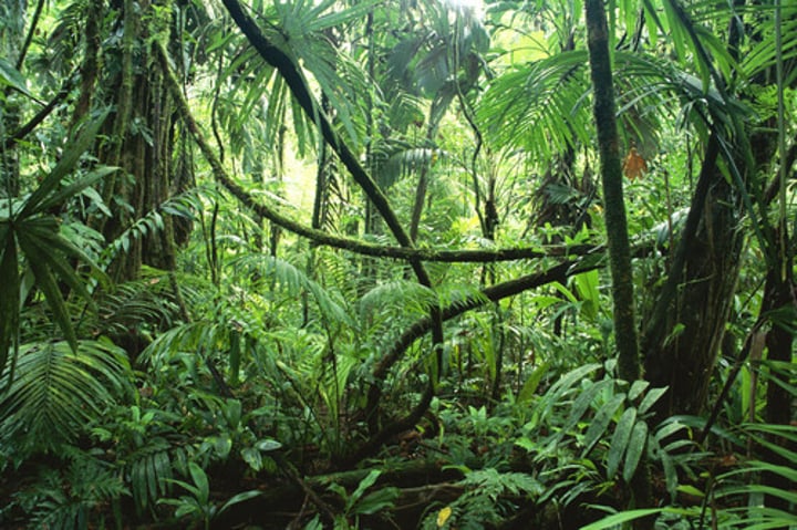 <p>Un lugar con mucha vegetación y humedad. Sinónimo de la jungla y bosque tropical</p>