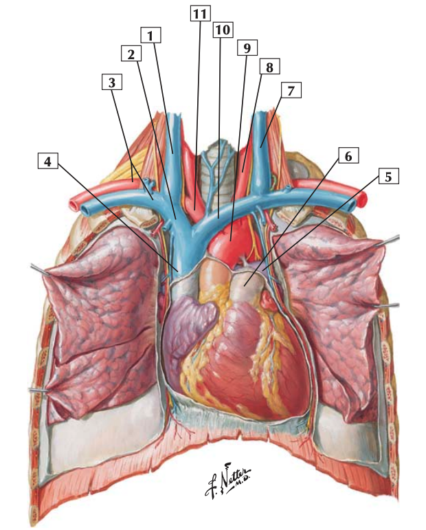 <p>Bản chất cấu tạo chi tiết số 5 là:</p><p>A. Lá tạng ngoại tâm mạc thanh mạc + Lá thành ngoại tâm mạc thanh mạc</p><p>B. Lá tạng ngoại tâm mạc thanh mạc</p><p>C. Lá thành ngoại tâm mạc thanh mạc + Ngoại tâm mạc sợi</p><p>D. Lá thành ngoại tâm mạc thanh mạc</p>