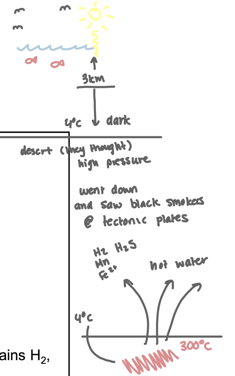 <p><strong>Anthropogenic activities, volcanic activity, and hydrothermal vents.</strong></p><p>i.e. in&nbsp;hydrothermal vents, <strong>black smoker fluid found at tectonic plates&nbsp;</strong>(300<sup>o</sup>C)<span style="color: green;"><strong> contains H2, H2S, Mn2+ and CO</strong></span></p><ul><li><p>Absence of organic matter and <u>no penetration of sunlight</u>&nbsp;<strong>supports the survival of chemolithotrophs</strong>, which utilize inorganic substances for energy in extreme environments.</p></li></ul><p></p>