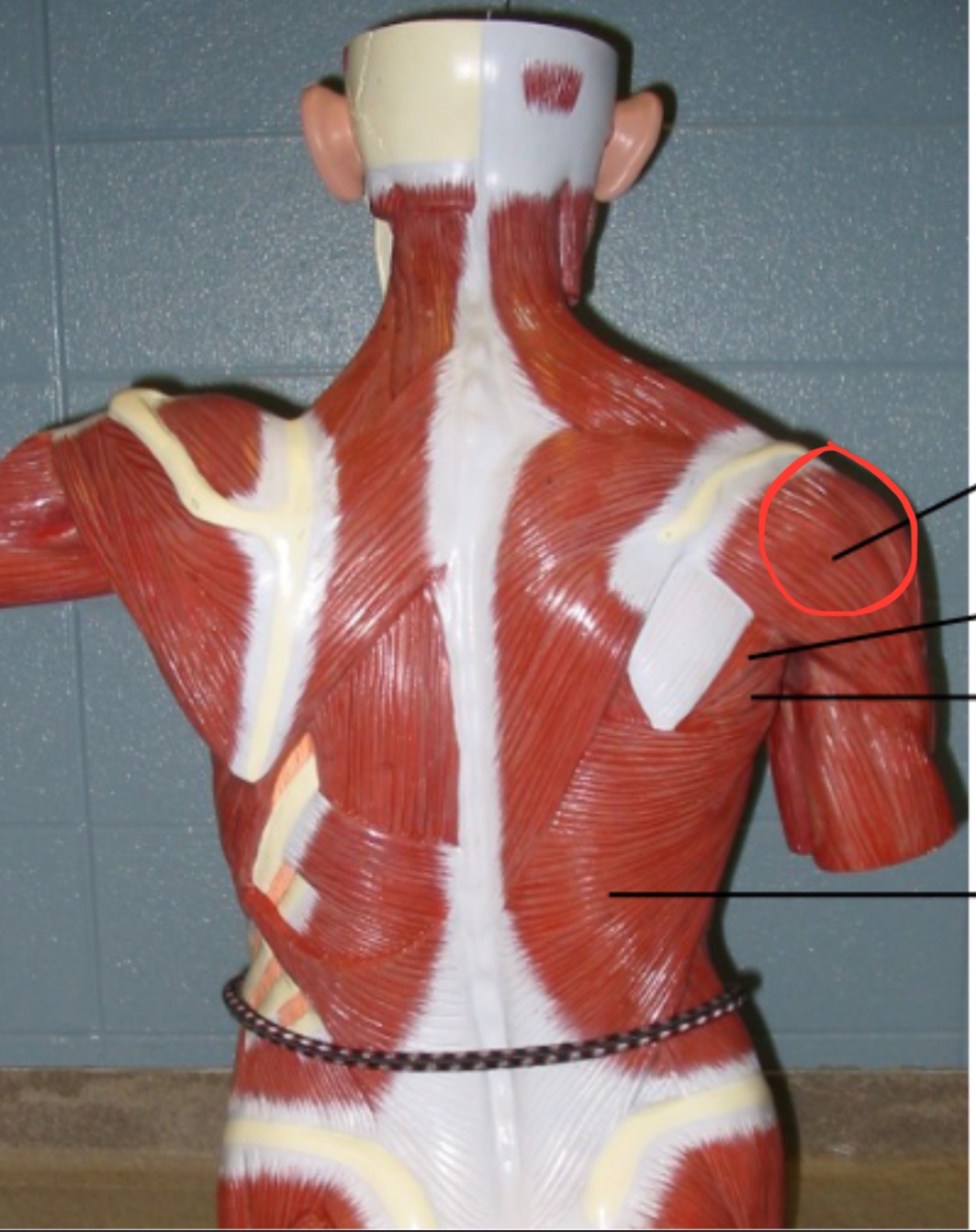 term image