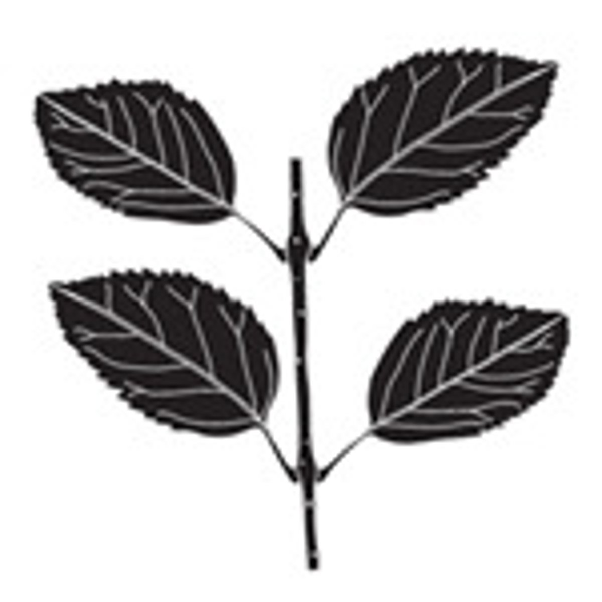 <p>2 leaves per node across from each other</p>