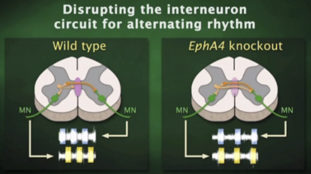 <p>repels axon growth, preventing excitatory interneurons from crossing. </p><p>No EphA4 gene → growth of excitatory interneuron across spinal cord → contralateral excitation.</p>
