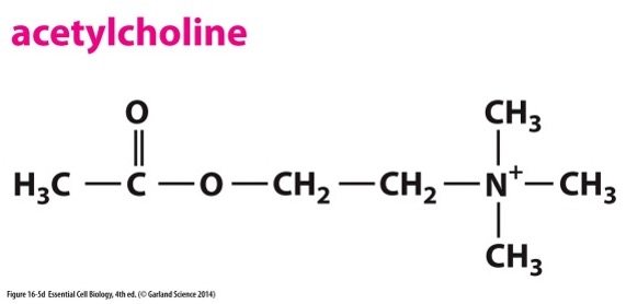 <p><span><span>One signaling molecule may have..</span></span></p>