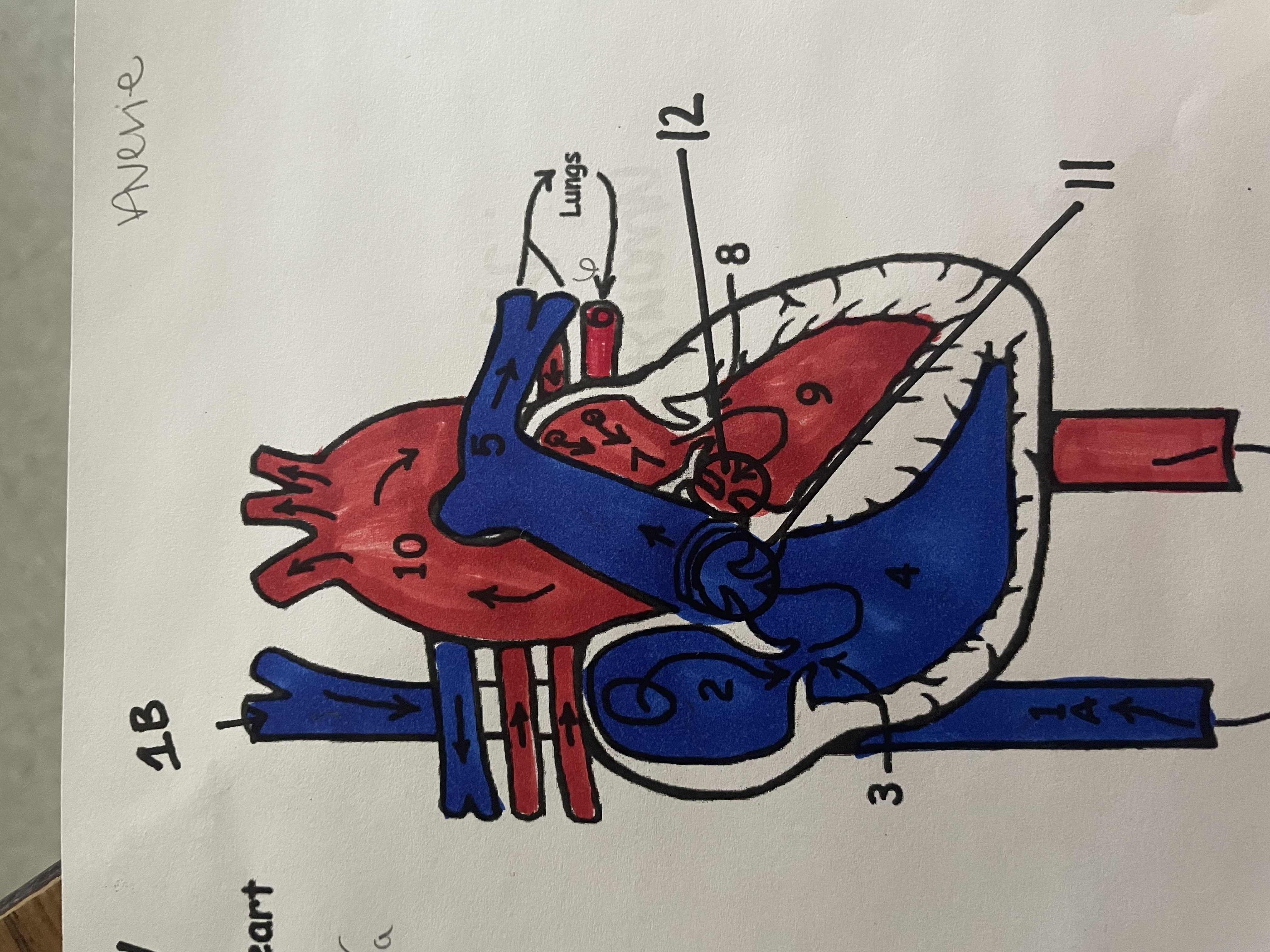 <p>what parts are deoxygenated</p>