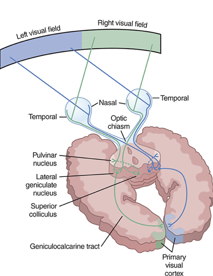 <p>optic nerve </p>