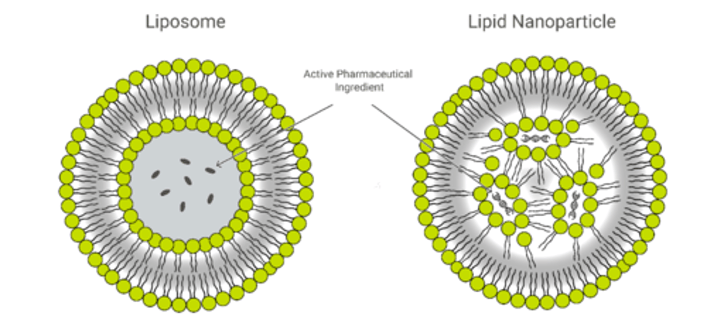 <p>1, spherical, symmetrical</p><p>2. formed mainly by phospholipids and other physiologic lipids</p><p>3. traditional liposomes include one or more rings of lipid bilayer surrounding an aqueous pocket</p>