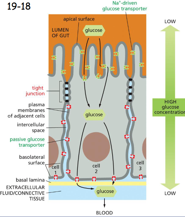 <p>Tight junctions seal the adjacent cells to prevent the flow of lumen fluid into extracellular space and the backflow of glucose from the basal side into the gut lumen.</p><p>Help confine the various transport proteins to different regions or domains of the plasma membrane by acting as diffusion barriers.</p>