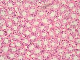 <p>Epithelial tissue: simple cuboidal</p>