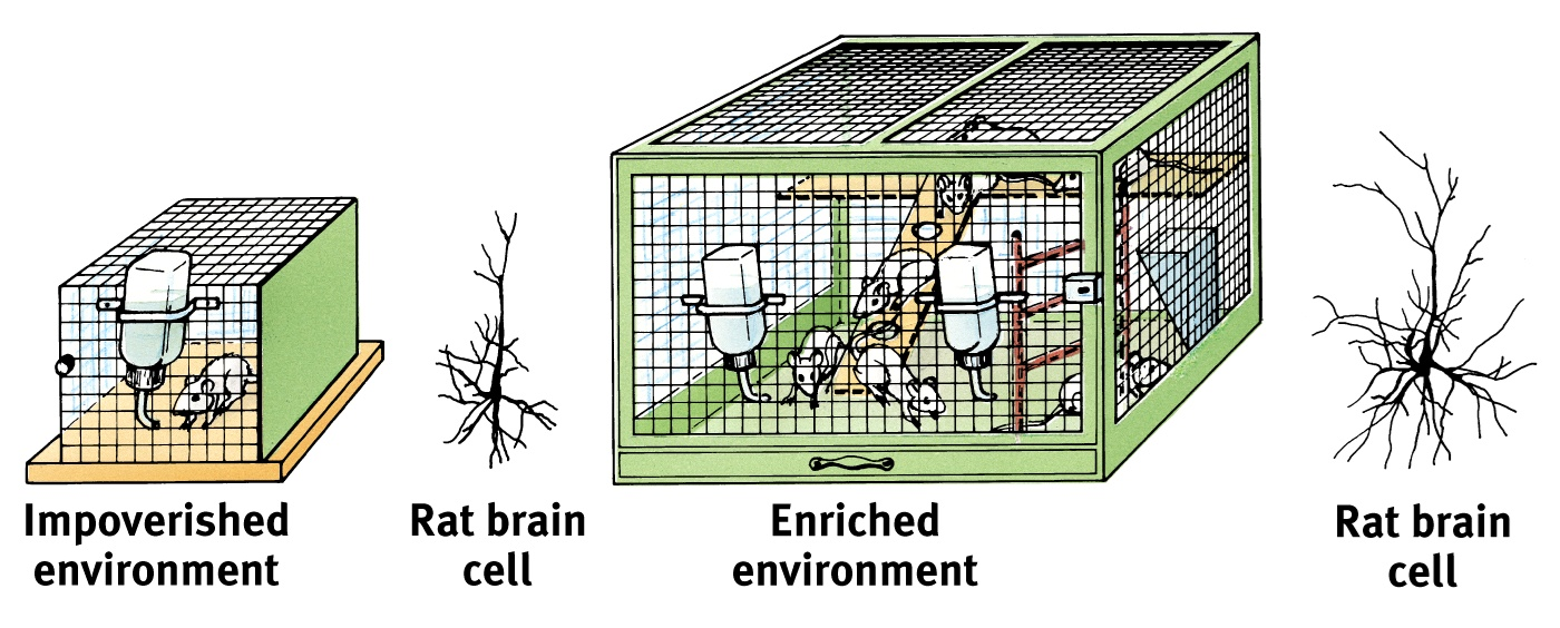 <p>Seminal study by Rosenzeig et al. (1972) reveals importance of stimulating context: enhance brain development &amp; connectivity</p>