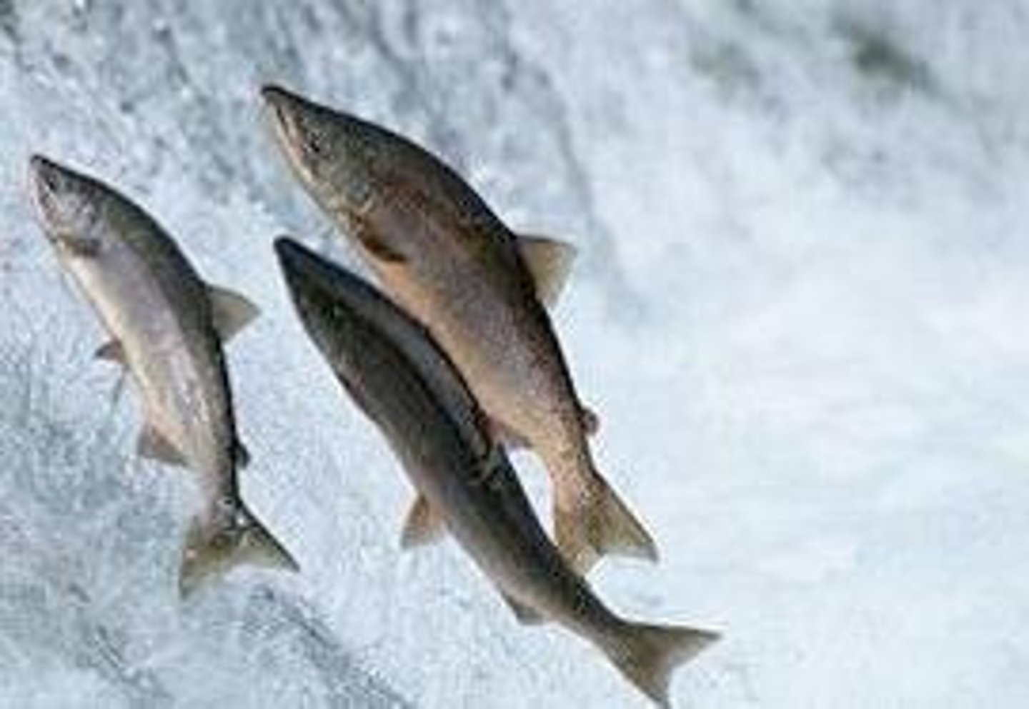 <p>Fish migrating from freshwater to marine for feeding.</p>