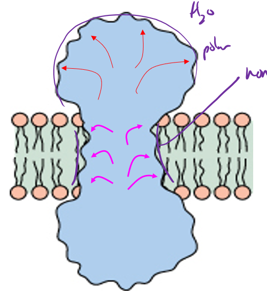 <p>Hydrophobic/ Non polar</p>