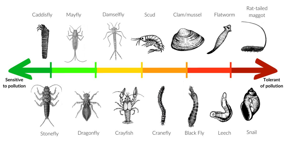 <p><u>Bottom-dwelling organisms</u> without a backbone that are large enough to see without the need for a microscope are known as ______________.</p><p>These organisms are collected, observed, and monitored to indicate stream health.</p>