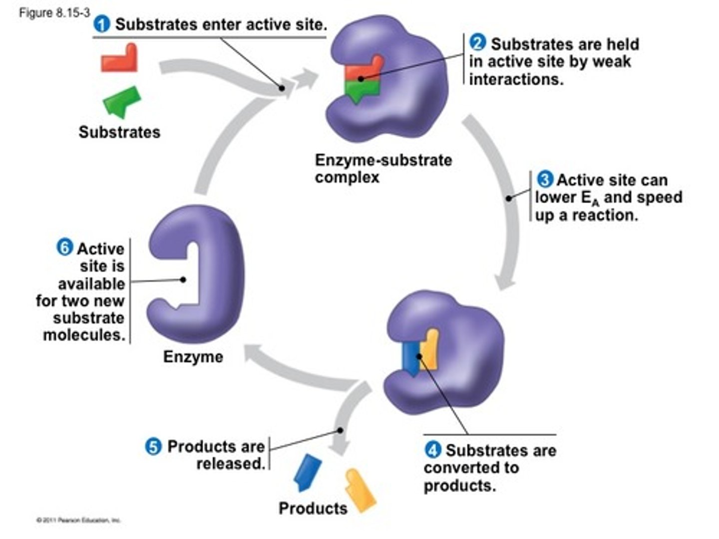 <p>-an enzyme is a flexible tertiary structure (can conform its structure to the substrate that binds to it)</p><p>-it contains an active site where substrate is catalyzed</p><p>-Contain an allosteric site where activators/ promoter can work to control the functionality of the substrate</p><p>-if a mutation occurs in the active site of an enzyme it can drastically affect the function of an enzyme</p><p>~neutral hypothesis: a mutation on the edge of an enzyme isn't as devastating ( because it is far from the active site) a mutation like this that doesn't affect the structure of a protein is called a neutral mutation</p><p>catalytic cycle:</p><p>(enzyme + substrate = enzyme substrate complex = enzyme + product)</p><p>-after this occurs the enzyme can be reused to catalyze more substrates, hence why it is called a cycle of catalysis</p><p>-temperatures affect reaction rates, the greater the temperature the greater the reaction rate</p>