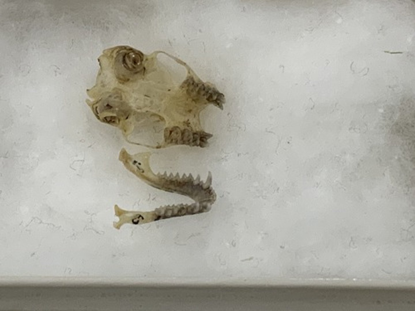 <p>Family, Order, Infraclass, Subclass</p><p>-long palate bone</p><p>-always has a split palate</p><p>-1-2I / 2-3i</p><img src="https://assets.knowt.com/user-attachments/1b5e289c-23b0-4091-9bad-a6f5e15bea8f.jpg" data-width="100%" data-align="center"><p></p>