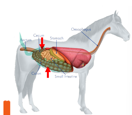 <p><strong><u>Segments of the Large Intestine (absorbs water) </u></strong></p><ol><li><p>_______</p></li></ol><ul><li><p><strong>Fibrous </strong>food such as<span style="color: green;"><strong> hay and grass</strong></span> is <strong>broken down into usable nutrients </strong></p></li><li><p>Comparable to the <strong>appendix </strong>in humans</p></li><li><p><span style="color: purple;"><strong><mark data-color="purple" style="background-color: purple; color: inherit;">Large in horses - hind gut fermentors </mark></strong></span></p></li></ul><p></p>