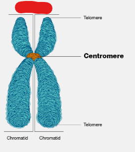 <p>One, or, depending on the phase of the cell life cycle, a pair of chromatids bound together by their centromere, that are, themselves, made up of DNA.</p><p>Image attached outlines a ______ that consists of 2 sister chromatids.</p>