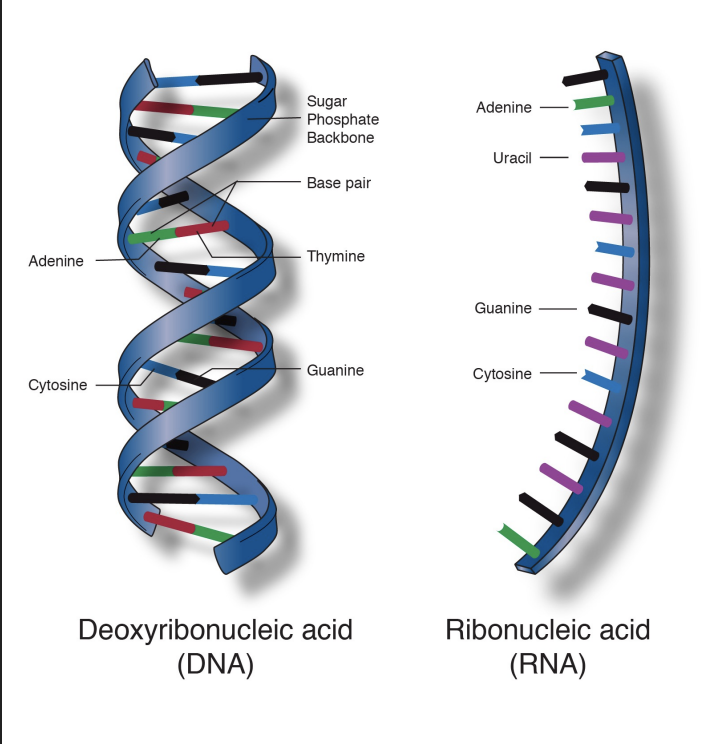 <ul><li><p>DNA is double stranded</p></li><li><p>RNA is single stranded </p><p></p></li><li><p>DNA has thymine (T)</p></li><li><p>RNA has uracil (U)</p><p></p></li><li><p>DNA: A-T </p></li><li><p>RNA: A-U</p></li></ul>