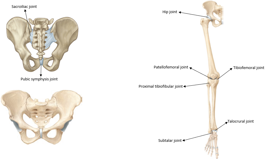<ul><li><p>Sacroiliac joint - Compound joint: synovial and syndesmosis&nbsp;&nbsp;</p></li><li><p>Pubic symphysis joint - Symphysis joint</p></li><li><p>Hip joint (also called the femoroacetabular joint)</p></li><li><p>Tibiofemoral joint</p></li><li><p>Patellofemoral joint</p></li><li><p>Proximal tibiofibular joint</p></li><li><p>Talocrural joint</p></li><li><p>Subtalar joint</p></li></ul><p></p>