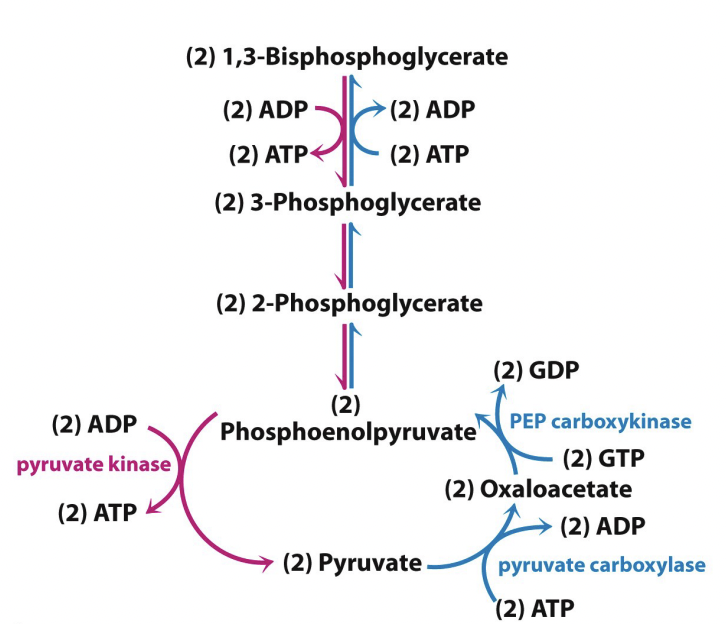 Glycolysis and gluconeogenisis