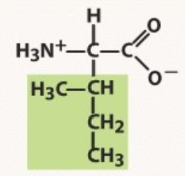 Non-polar
-ISOmer of LEUCINE
-sorta leucine, sorta L