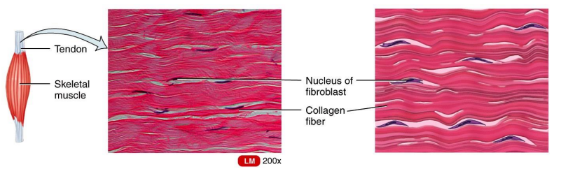 <ul><li><p>Dense Connective Tissues</p></li><li><p>comprise tendons, ligaments, and other strong attachments where the need for strength along one axis is mandatory (a muscle pulling on a bone).</p></li></ul><p></p>
