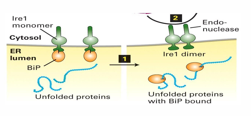 <ul><li><p>BiP serves as chaperone to assist in folding and prevent aggregation&nbsp;</p></li><li><p>BiP is part of the system leading to the production of more protein-folding regulators&nbsp;</p></li><li><p>BiP and lre1 associated&nbsp;</p><ul><li><p>BiP is inhibited and lre1 is inactive</p></li></ul></li><li><p>Increase in unfolded proteins causes BiP and lre1 to disassociate</p><ul><li><p>BiP has higher affinity for hydrophobic pathes on unfolded proteins </p></li></ul></li></ul><ul><li><p>lre1 forms homodimers in the ER which serve as activated endonucleases&nbsp;</p></li><li><p>Endonucleases make internal cuts in nucleic acids like mRNAs</p></li></ul><p></p>