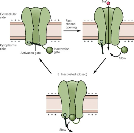 <ol><li><p>Resting state = gate is closed at -ve membrane potentials similar to resting, but available</p></li><li><p>Depolarising stimulus = polarity of the membrane changes mean the gates open, create in inward current</p></li><li><p>Inactivation gate = closes the pore from the inside = inactivated channel by inactivation gate and are unavailable</p></li></ol><p></p>