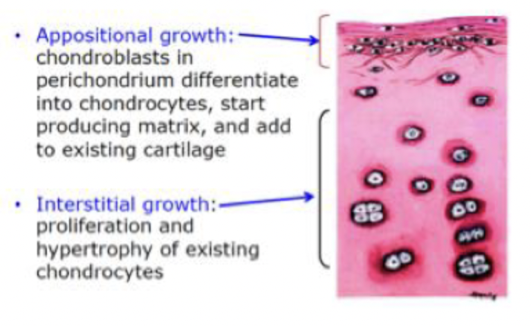 <p class="p1"></p><ul><li><p class="p1">Growth at the <strong>surface</strong> of existing cartilage</p></li><li><p class="p1">Involves <strong>chondroblasts</strong> derived from <strong>progenitor cells</strong> in the <strong>inner perichondrium</strong></p></li><li><p class="p1">Chondroblasts <strong>secrete extracellular matrix</strong> and mature into <strong>chondrocytes</strong></p></li><li><p class="p1">Results in <strong>increased cartilage width (thickness)</strong></p></li><li><p class="p1"><strong>Requires a perichondrium</strong> → does <strong>not</strong> occur in articular cartilage or fibrocartilage</p></li><li><p class="p1">Important in <strong>cartilage repair and postnatal growth.</strong></p></li></ul><p></p>