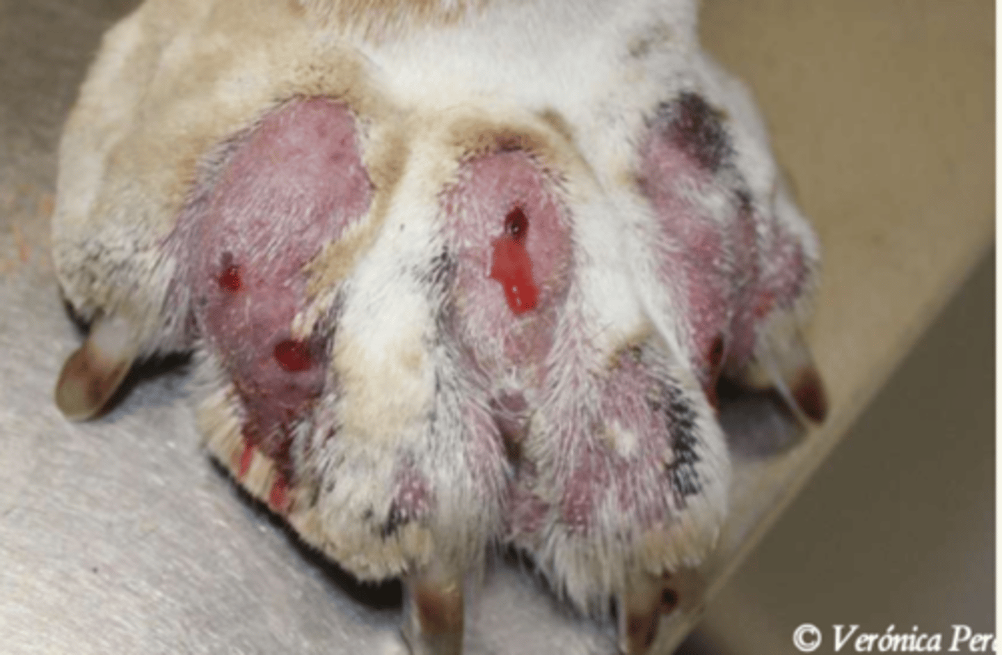 <p>¿lesión?</p><p>¿primaria o secundaria?</p>