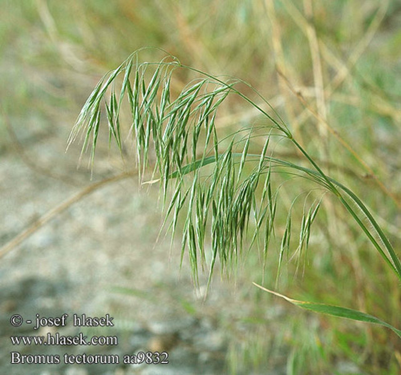 <p>Bromus tectorum</p>