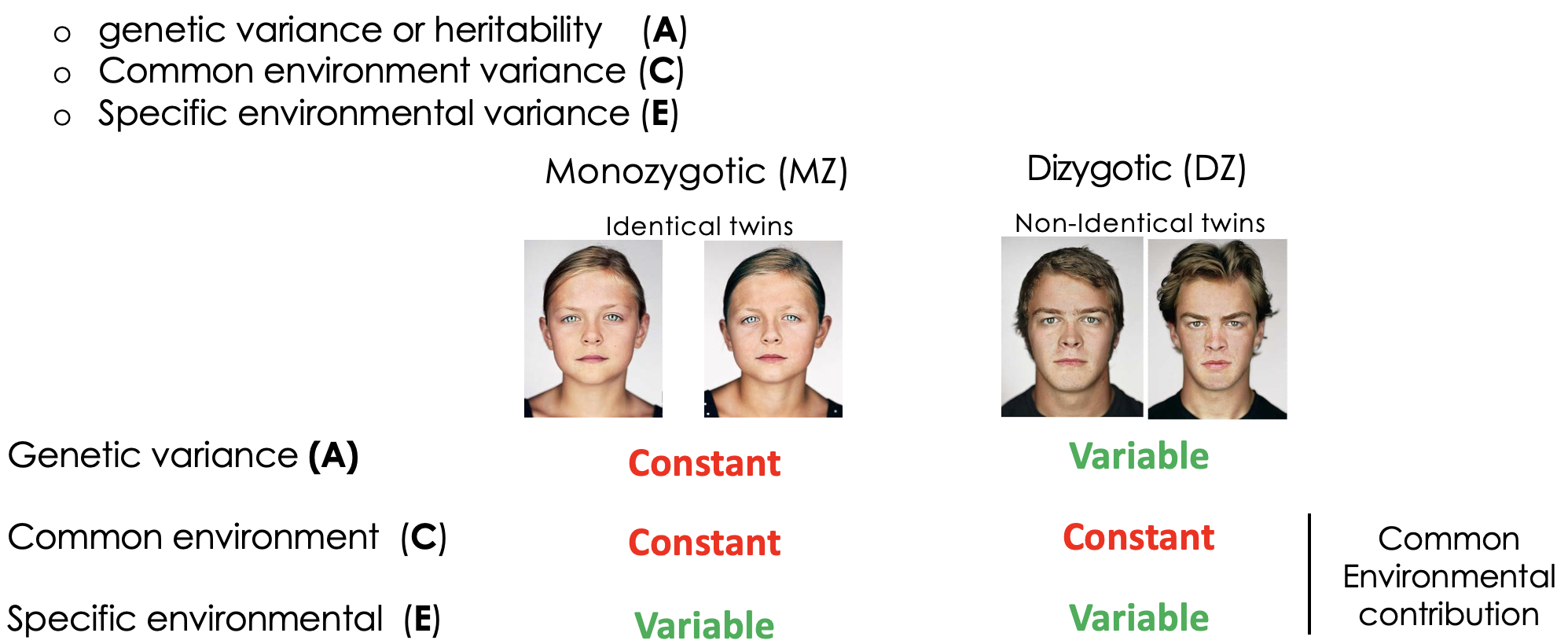 <p>Is what proportion of variance in genetic + environmental. </p>