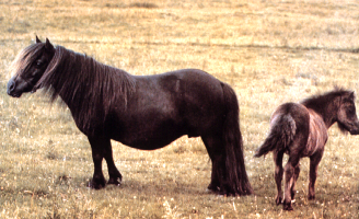 <p>Shetland</p>