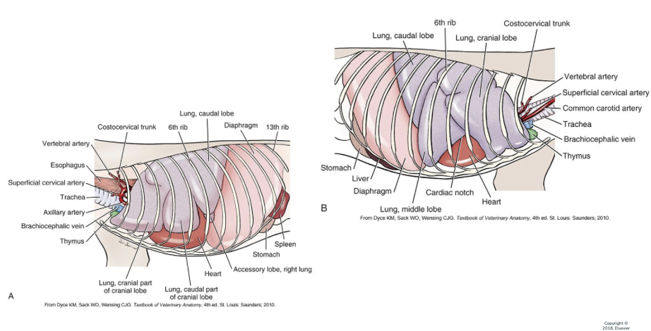 <p>thorax organs</p>